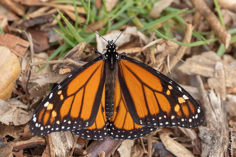 eleanor pardee park 2025